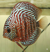 Tiger Turquoise Discus